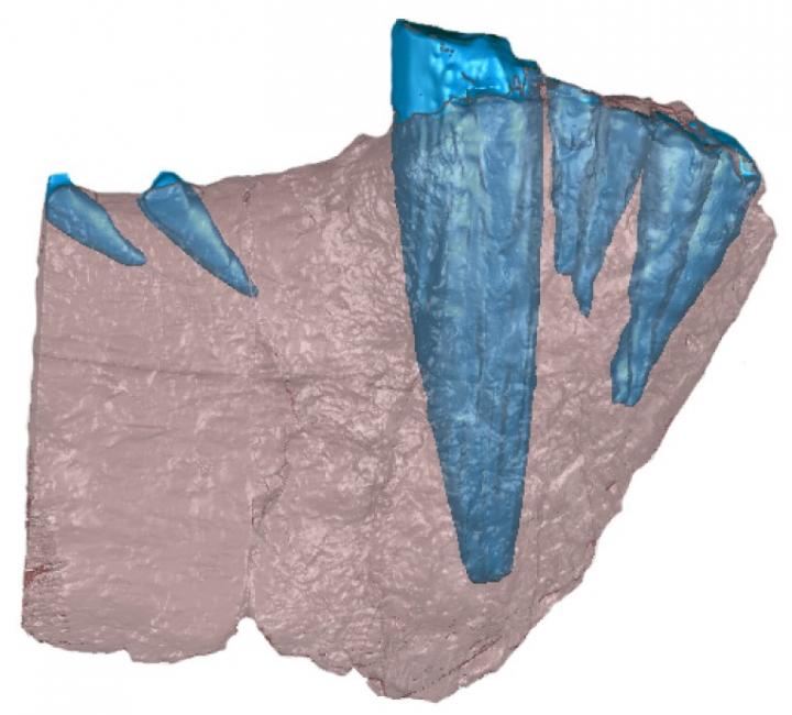 Gorgonopsid Jaw (CT)