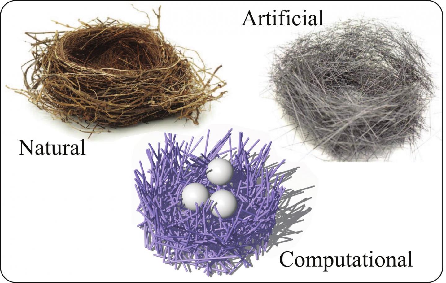 Studying the Mechanics of Birds' Nests