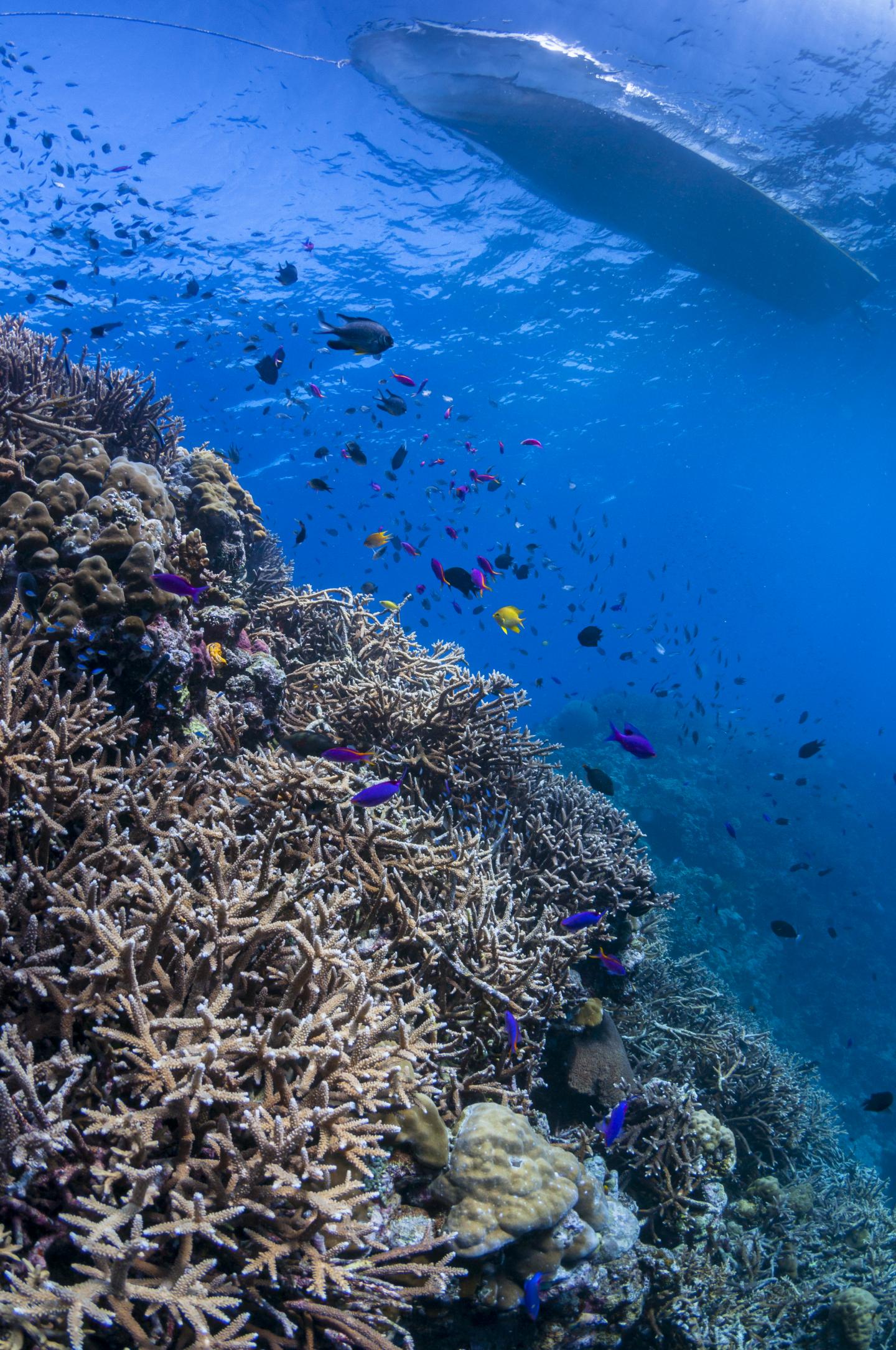 Coral Diversity Over Depth