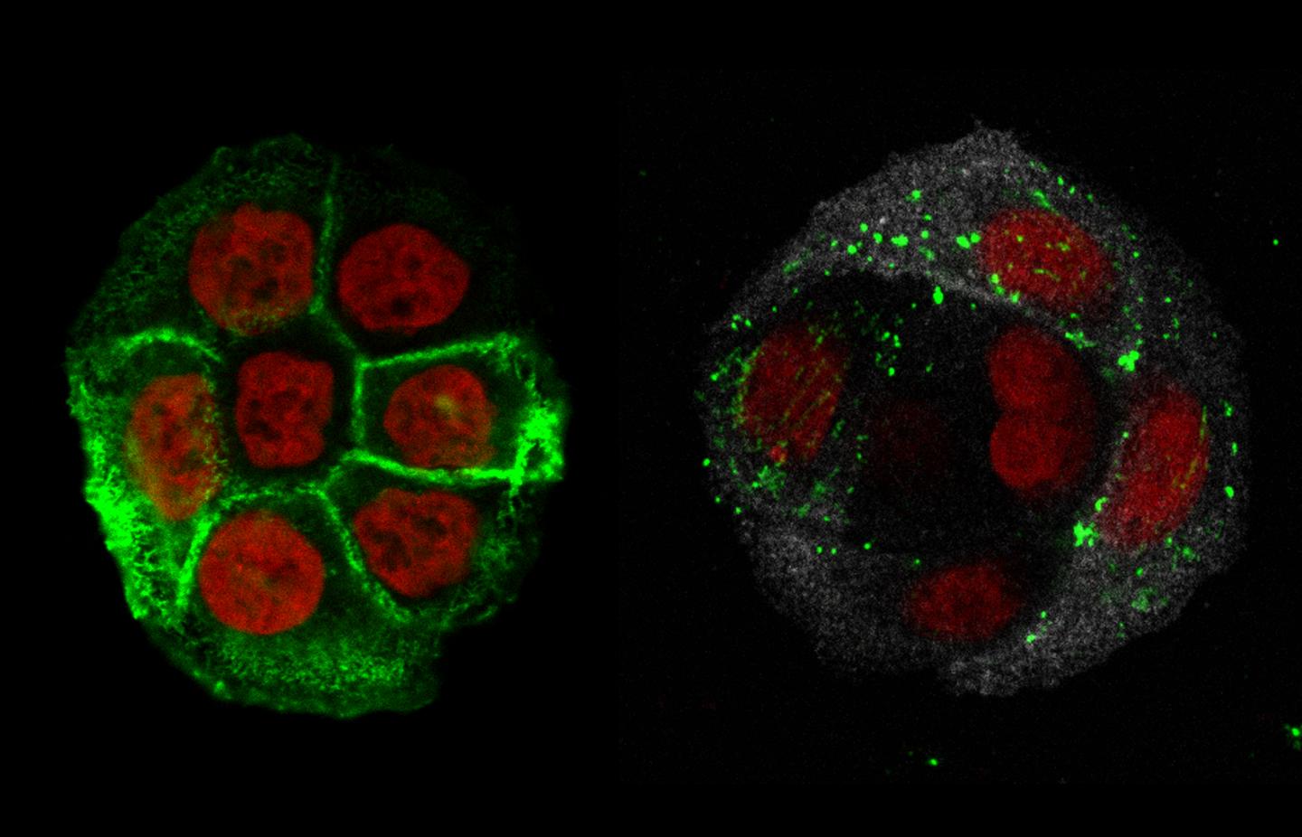 Colonic Cells to Study Mucus Secretion