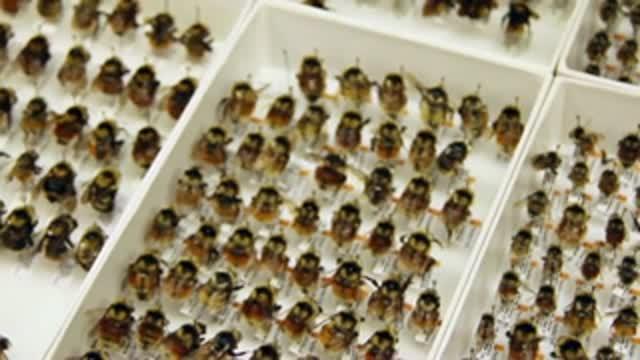 Climate Change: Compressing the Bumblebee Hom | EurekAlert!