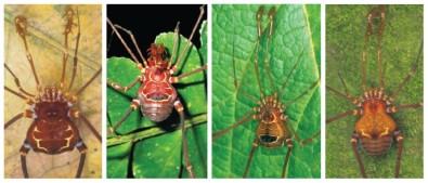 The Emergence of New Species of Harvestmen