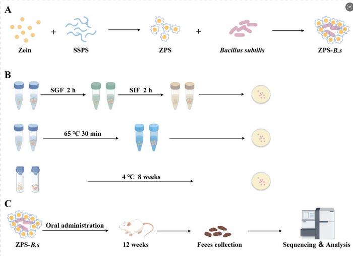 Probiotics with a Protective Armor: New Method Boosts Survival and Gut Health