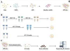 Probiotics with a Protective Armor: New Method Boosts Survival and Gut Health