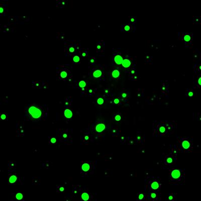 Transcriptional droplets in the lab.