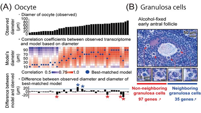 Figure 3.Correlation between Follicle Morphology and Transcriptome Analyzed with DRaqL