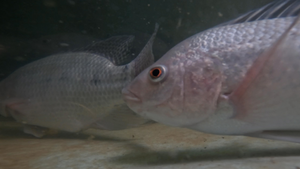 Zero-Waste Aquaponics