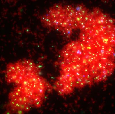 <i>Caulobacter crescentus</i> eDNA