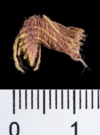 Wool textile fragment decorated by threads dyed with Royal Purple, ~1000 BCE, Timna Valley, Israel
