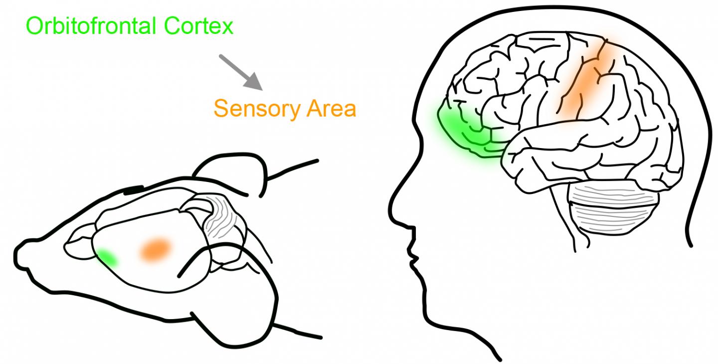 The orbitofrontal cortex.