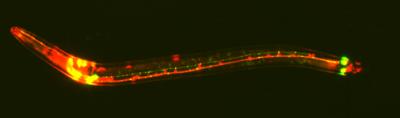 The Nervous System of C. elegans