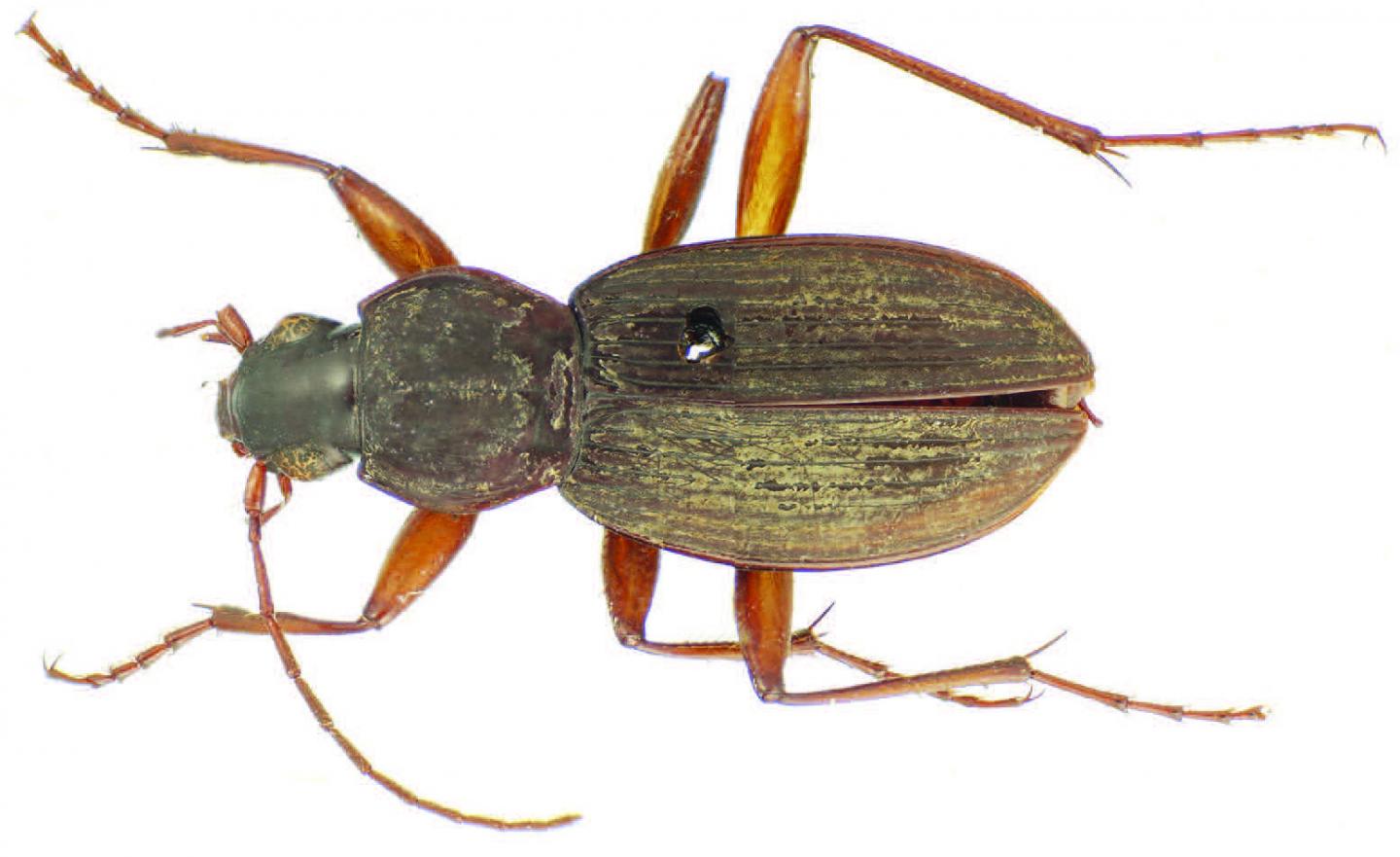 Male Holotype of the New Ground Beetle