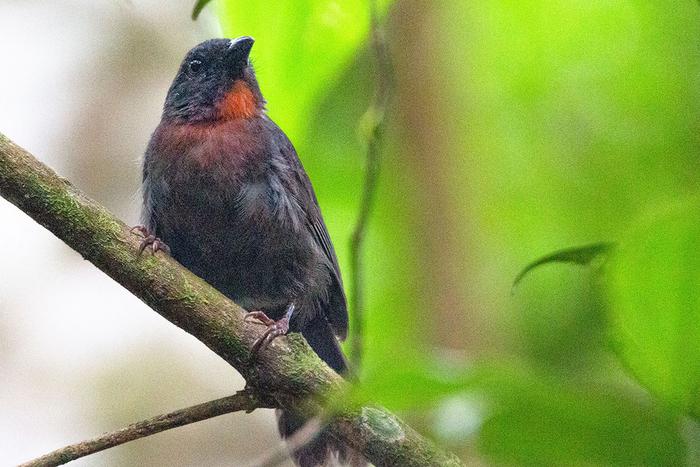 Sooty ant tanager