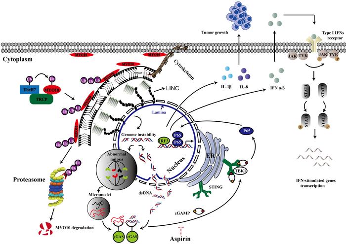 Role of MYO10 in tumor development and immune therapy response