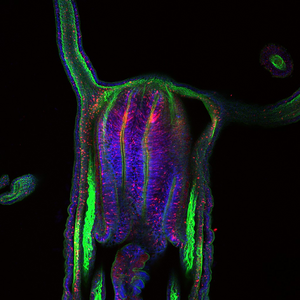 Fig. 2: Optical longitudinal section of a sea anemone with nanos1-transgenic neuronal cells (red) in both cell layers.  Muscles are stained green, cell nuclei in blue. (C: Andreas Denner)