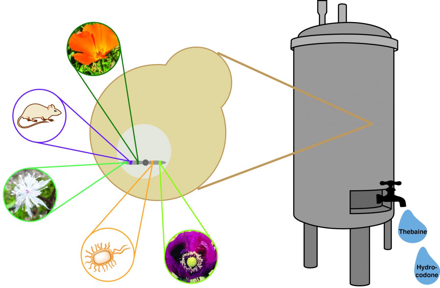Stanford Bioengineers Yeast to Produce Opioid Painkillers