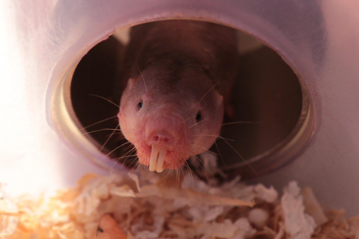 Breathe Easy The Naked Mole Rat S Secret To Eurekalert