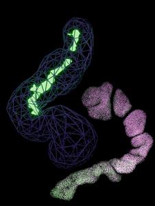 Microscopy and computer-generated organoids