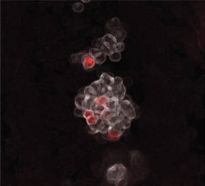 Birth of blood-forming cells