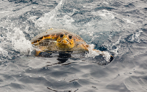 Sea turtle bycatch_Philip Miller