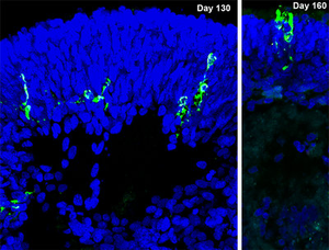 Sars-CoV-2 nucleoprotein cells