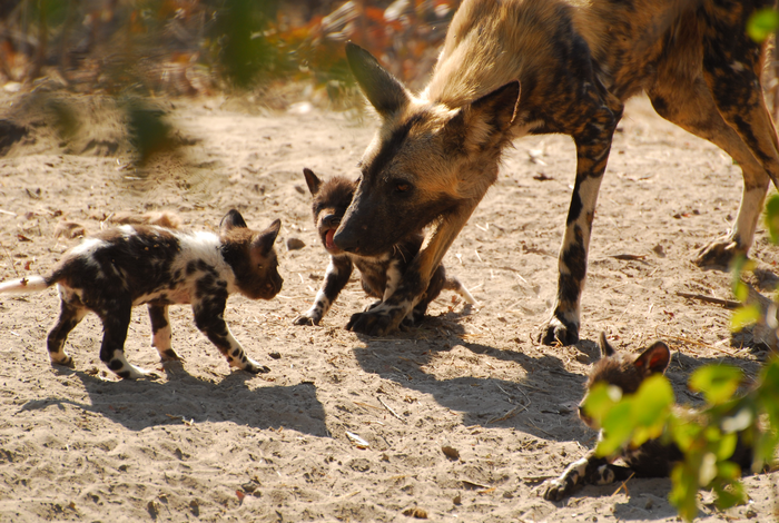 Mom and pups 01