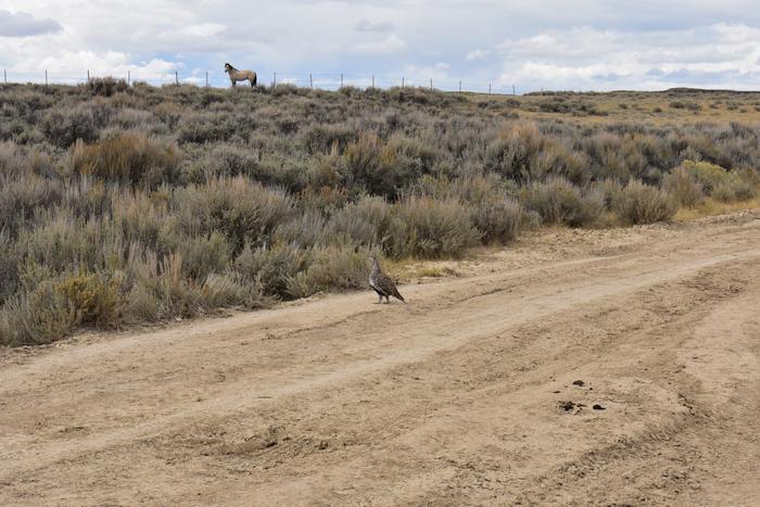 Wild horse and sage grouse