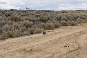 Wild horse and sage grouse