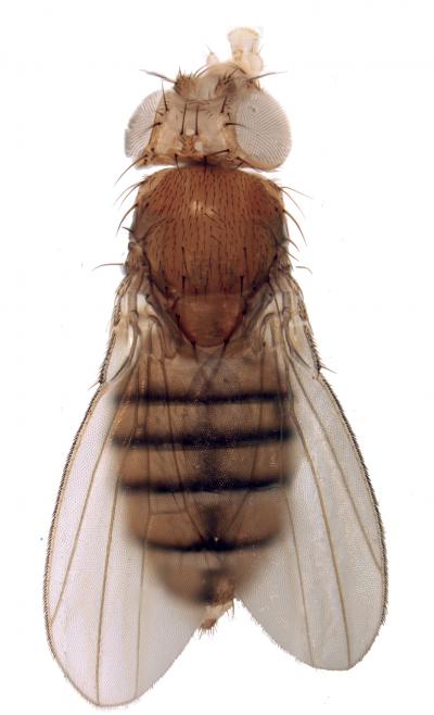 Coordinating Fruit-Fly Metamorphosis and Growth (2 of 5)