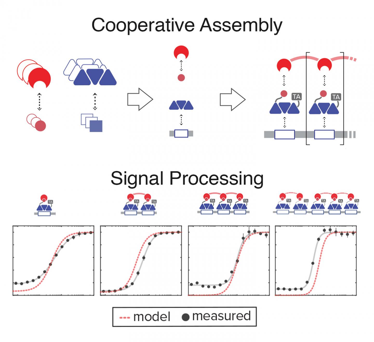 Bioengineered Cooperative Assembly