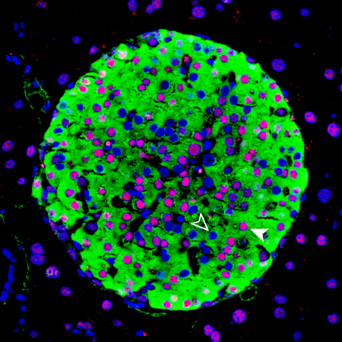 Immagine di un isolotto pancreatico di topo