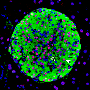 Image of a mouse pancreatic islet