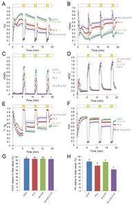 Arabidopsis thaliana trx x and trx y mutants cannot counter acceptor side limitation of photosystem I.