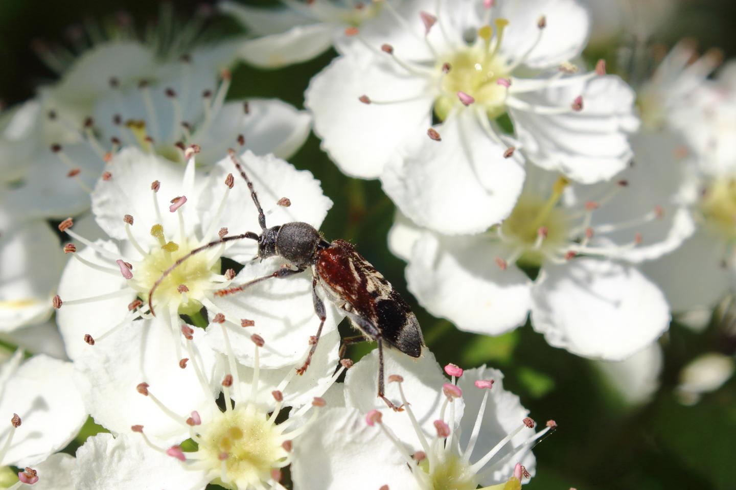 Rufous-Shouldered Longhorn Beetle (Anaglyptus mysticus), a Red-Listed, Wood-Inhabiting Beetle