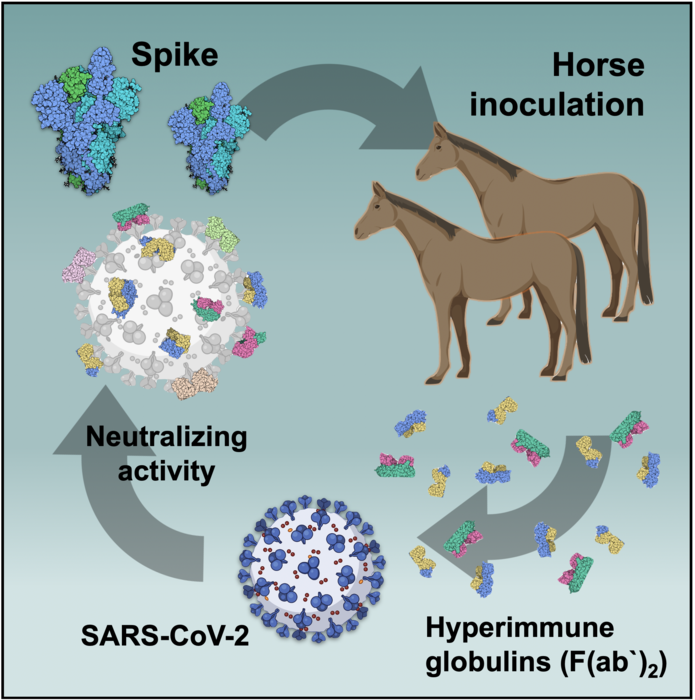 Horse inoculation