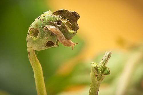 Slug on Soybean