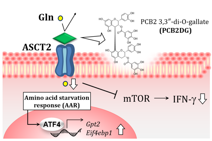 Proposed mechanism for the PCB2DG-mediated suppression of glutamine influx and IFN-γ production via the direct interaction with ASCT2 in CD4+ T cells