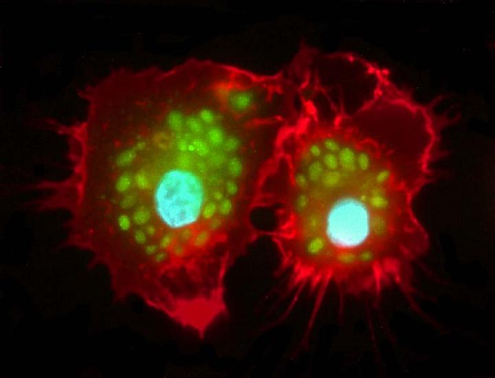 <I>Candida glabrata</I>