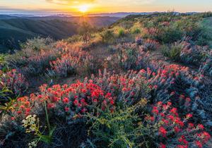 Molok Luyuk, Walker Ridge flowers