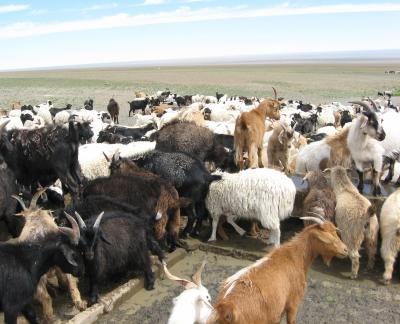 Overgrazing in Mongolia