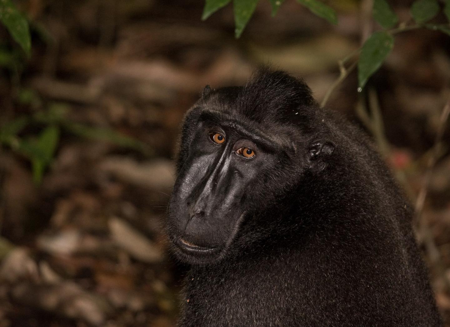 Humandriven Extinction of World's Primates I EurekAlert!