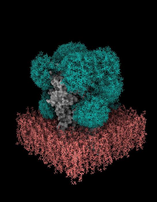 Sugar shield on the GABAA receptor