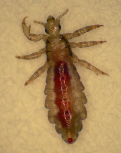 Blood-engorged Head Louse