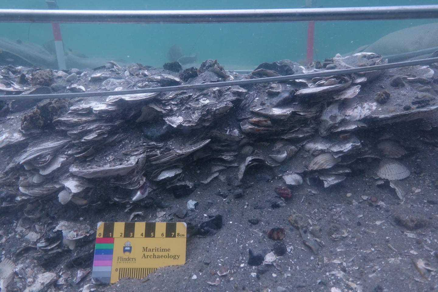 Excavation of shell middens off Denmark coastline