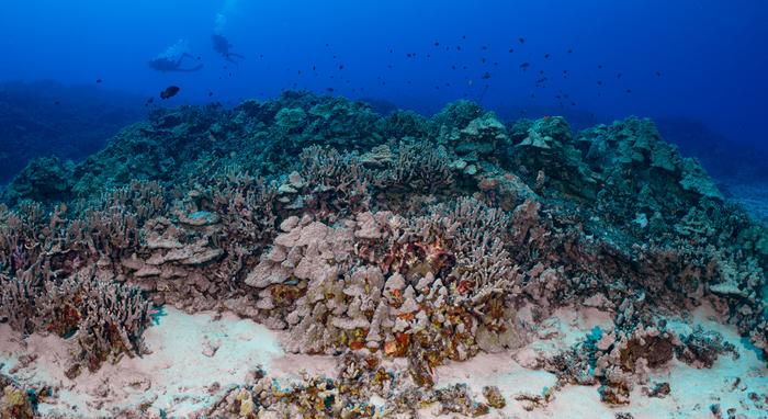 Reefscape with two divers