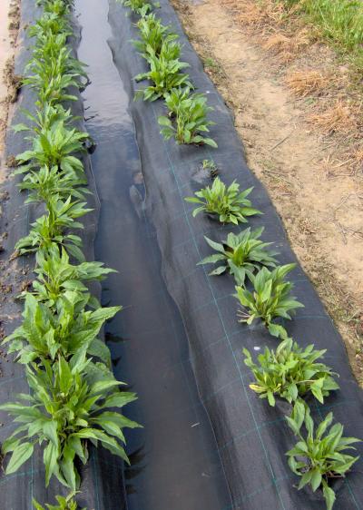 Improved Rainwater Harvesting System Promising