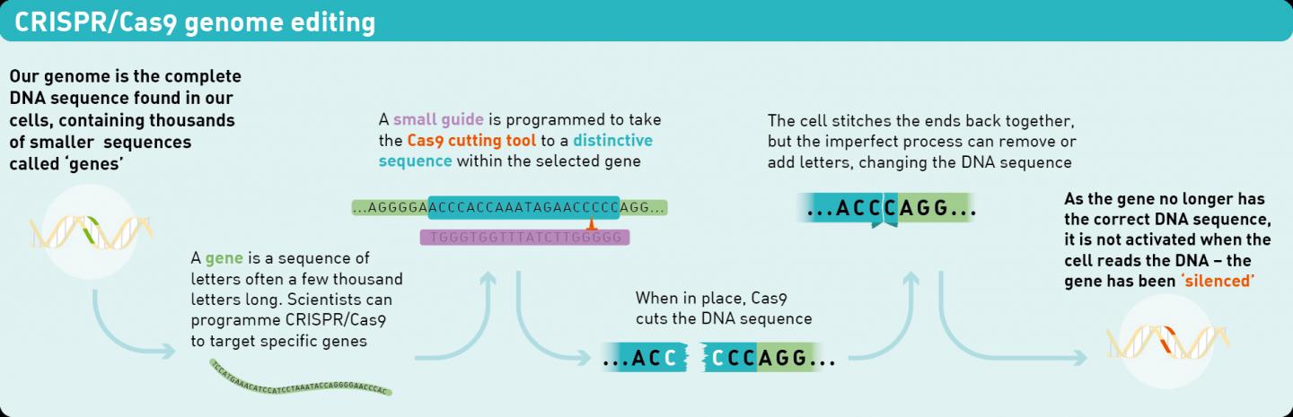 CRISPR/Cas9 Genome Editing Explainer