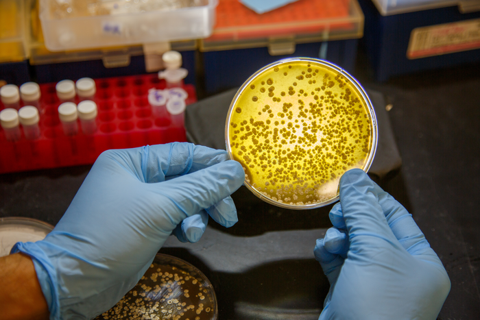 Microbes growing in in the lab of chemist Ben Shen, PhD