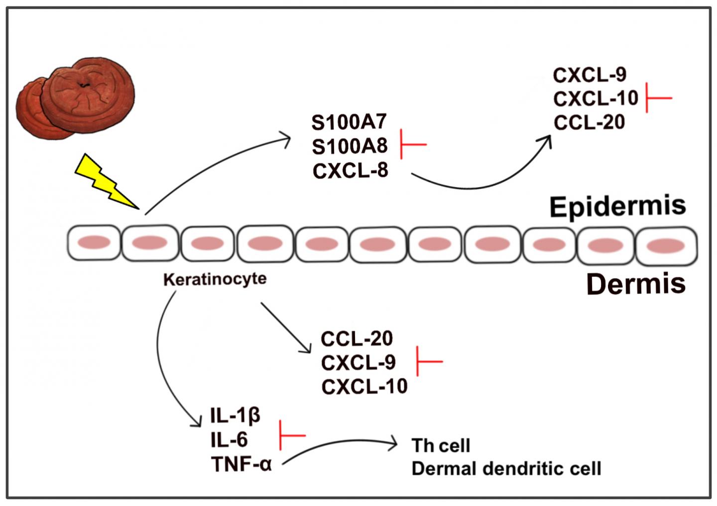 Anti-Inflammatory Active Mechanism in Skin Cells