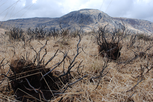 fire damaged hummocks in degraded blanket bog - Credit Rebekka Artz - The James Hutton Institute